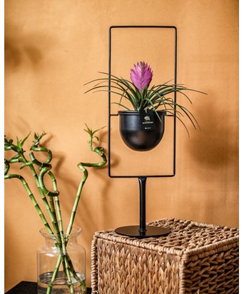 Siyah Ayaklı Saksıda Tillandsia 55 cm